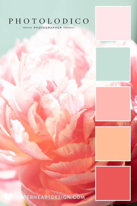 Color Palette: Peach Fuzz Pantone 2024 Color of the Year — Paper Heart Design Peony Color Palette, Color Palette Peach, Peach Pallet, 2024 Pantone Color, Rose Color Palette, Mint Color Palettes, Peach Color Palettes, Pantone 2024, Fair Outfit