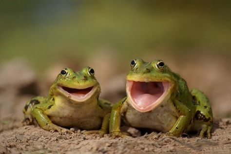 Singing Frogs burger.com/7628409600 Frog Bathroom, Green Frogs, Picture Prompts, Funny Frogs, Reptiles And Amphibians, Cute Frogs, Happy Animals, On The Ground, Animal Photo