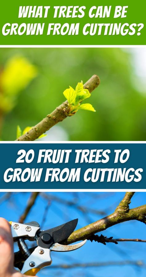 Fruit Tree Grafting, Propagating Fruit Trees, How To Propagate Fruit Trees, Fastest Growing Fruit Trees, Grow Trees From Cuttings, Growing Plants From Cuttings, Propagating Apple Trees From Cuttings, Propagating Trees From Cuttings, Growing Fruit Trees From Seed