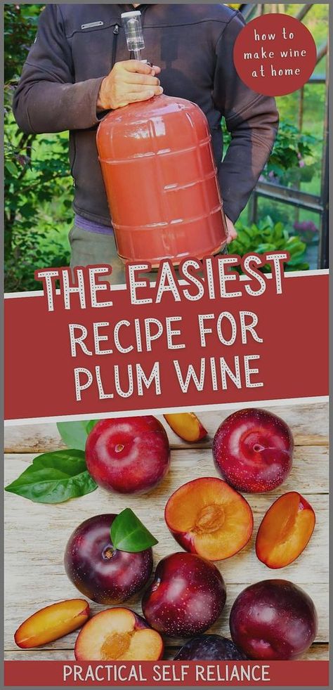 The easiest recipe for plum wine lets you create a classic country wine with simple ingredients. Just gather plenty of plums, some sugar, winemaking additives, and a good strain of wine yeast. Follow the easy steps to make a delicious homemade plum wine. Find more homemade drinks, homemade mead recipes, mead making for beginners, and Homemade Wine Recipes at practicalselfreliance.com. Plum Wine Recipe, Homemade Mead, Make Wine At Home, Making Wine From Grapes, Fruit Wine Recipes, Wine From Grapes, Canning Plums, Mead Making, Making Mead