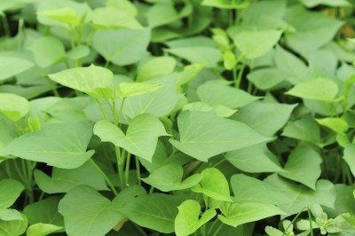 Yam Leaves, Leaf Health, Sweet Potato Leaves, Sweet Potato Benefits, Container Potatoes, Benefits Of Potatoes, Sweet Potato Plant, Growing Sweet Potatoes, Sweet Potato Vine