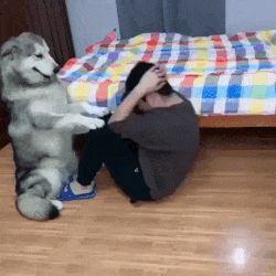 Animated GIF - Find & Share on GIPHY Bunnies Funny, With Best Friend, Cat Hug, Funny Pigs, Cat Watch, 15 May, Vizsla Puppy, Labrador Husky, Adorable Puppies