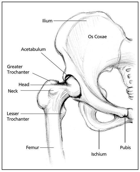 Snapping hip syndrome refers to strange sounds, sometimes painful but often not, that emanate from the hip and pelvis. The popping, if it is on the outer hip, results from a tendon getting stuck temporarily as it crosses the greater trochanter—a small knob of bone on the outside of the femur, or leg, bone. On the inside is the lesser trochanter that the psoas major and iliacus muscles attach to via their common tendon. Snapping Hip Syndrome, Pelvis Anatomy, Hip Anatomy, Greater Trochanter, Radiology Student, Anatomy Bones, Skeleton Anatomy, Human Body Anatomy, Human Bones