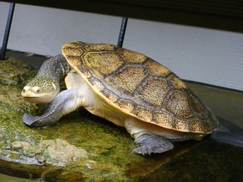 Parkers snake necked turtle Reptiles, Animals