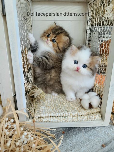 Beautiful Pets, Baby Pets, Persian Kittens, Söt Katt, Baby Animals Pictures, Cute Cats Photos, Baby Kittens, Cat Pet