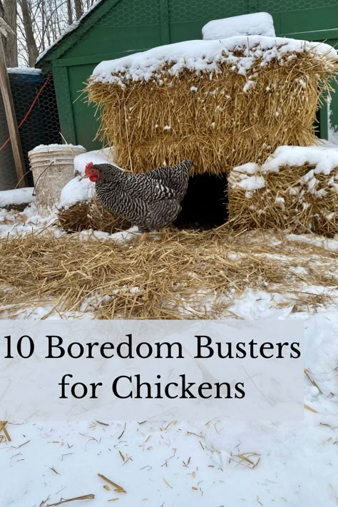 Here are 10 different boredome busters to keep your chickens busy all through the fall and winter season. These boredom busters can help keep you chickens happy and healthy Diy Chicken Boredom Busters, Winter Boredom Busters For Chickens, Chicken Run Boredom Busters, Chicken Run Enrichment Ideas, Things To Keep Chickens Busy, Chicken Coop Boredom Busters, Boredom Busters For Chickens, Chicken Enrichment Diy, Chicken Bordem Busters