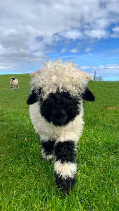 Fluffy Sheep Drawing, Sheep Astethic, Ireland Sheep, Cute Lambs, Miniature Sheep, Sheep Cute, Valais Blacknose Sheep, Cute Farm Animals, Fluffy Sheep