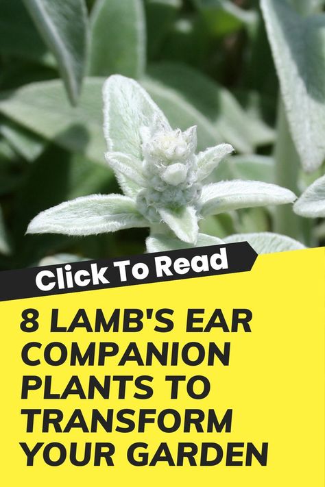 What To Plant With Lambs Ear, French Country Garden Landscaping, Lambs Ear Plant, Full Sun Landscaping, Russian Sage, Flower Bed Designs, Lamb's Ear, Companion Plants, French Country Garden