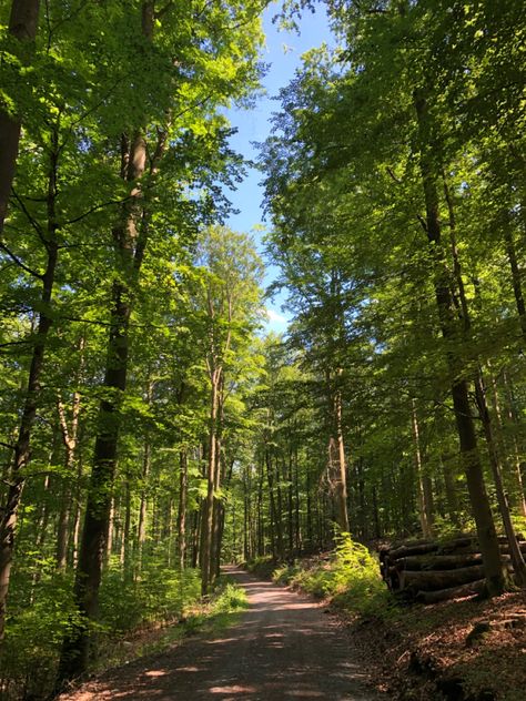 Forest Life Aesthetic, Forest Summer Aesthetic, Summer Forest Aesthetic, Adam Lockwood, Becka Mack, Morning Forest, Unravel Me, Forest Summer, Forest Hiking