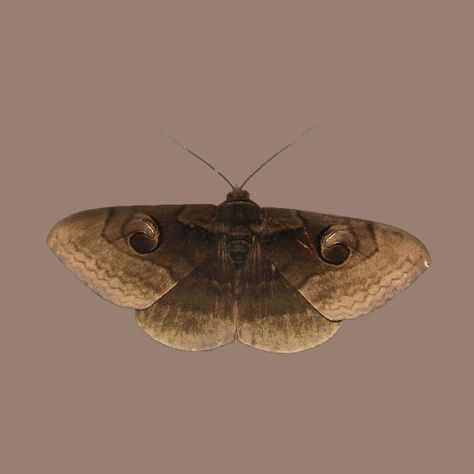 Brown Moth Aesthetic, Moth Background, Moth Pfp, Moths Aesthetic, Moth Brown, Beige Png, Moth Aesthetic, Moth Wallpaper, Moth Girl