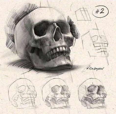 Rim Umyarov, Human Skull Drawing, Skull Anatomy, Skull Reference, Skull Sketch, Skeleton Drawings, Skull Art Drawing, Skulls Drawing, Human Anatomy Drawing