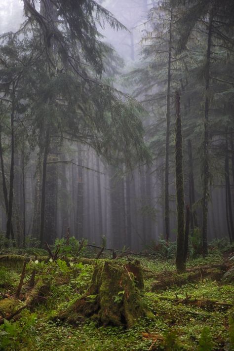 Portland Oregon Forest, Foggy Pacific Northwest, Foggy Oregon Coast, Pnw Gothic, Pnw Trees, Oregon Rain, Pnw Landscape, Pnw Forest, Oregon Aesthetic