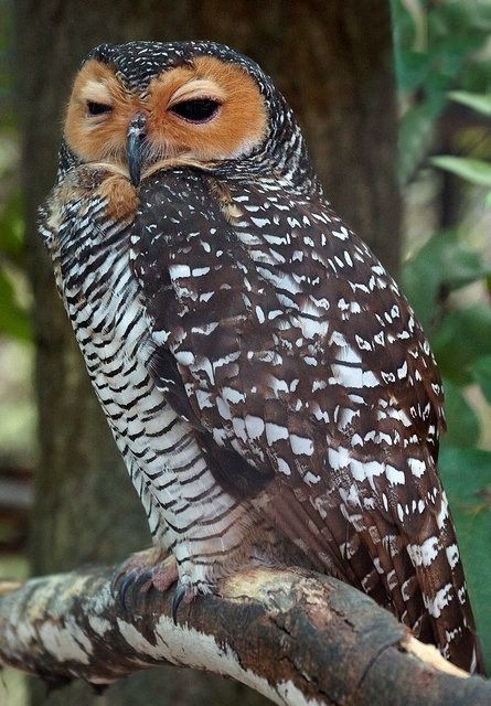 Spotted Wood Owl by casanova.frankenstein Spotted Owl, Awesome Owls, Owl Photography, Nocturnal Birds, Burrowing Owl, Wood Owls, Barred Owl, Owl Photos, Hoot Owl