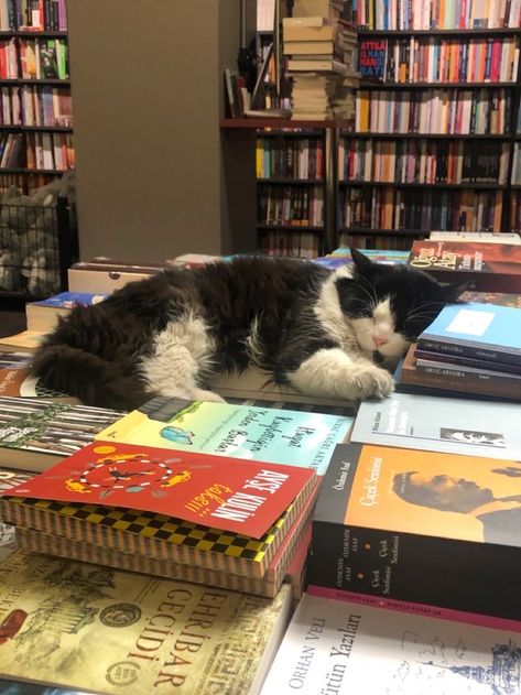 Book Store, Cat Memes, A Cat, Bookstore, A Black, A Book, Black And White, Memes, Books