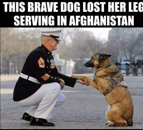 Marine Dog, Military Service Dogs, Dog Hero, Retired Military, Military Working Dogs, Military Honor, Military Dogs, Police Dogs, Military Heroes