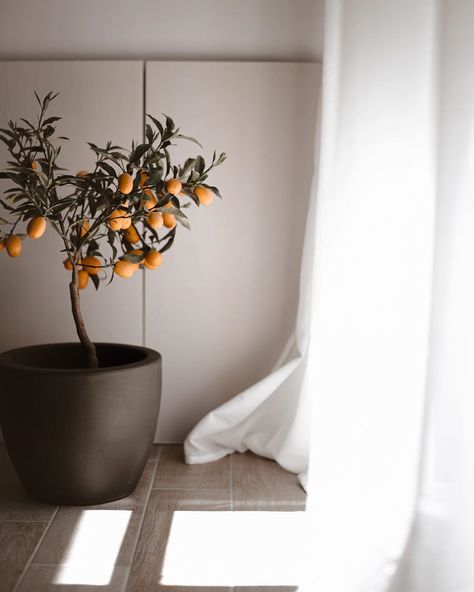 Earth Colour Palette, Citrus Tree, Scandinavian Design Style, Indoor Tree, Expensive Furniture, Summer Styling, Citrus Trees, Indoor Jungle, Japanese Interior