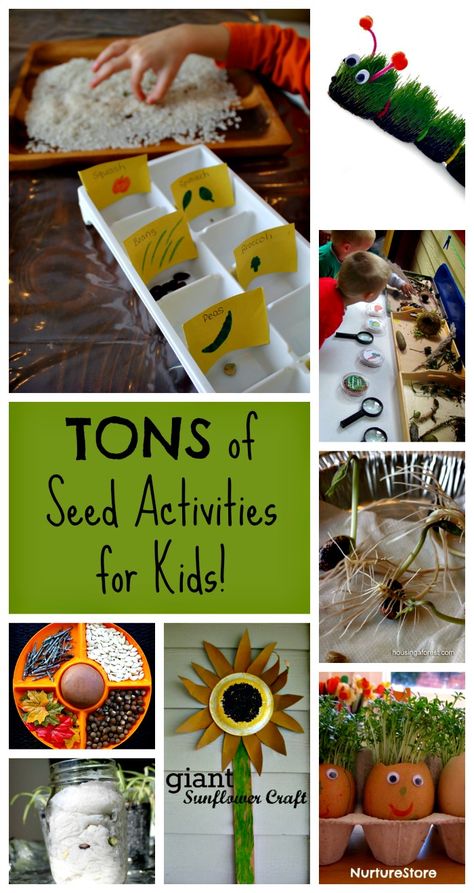 These are awesome seed activities for kids!! Science experiments for preschoolers, to creating art, to play and self-discovery - so many ways to learn with seeds! Seed Activities For Kids, Seed Activities, Preschool Garden, Spring Preschool, Kids At Home, Plant Science, Kindergarten Science, School Garden, Preschool Science