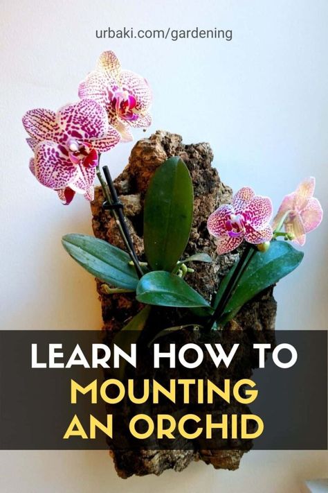 Mounting Orchids gives us an idea of how they would grow naturally. It can be difficult to think about giving up a planter. But if you want to have a more authentic look, go for a mounted orchid. Riding an orchid has some real benefits. In addition to being the most realistic way to display an orchid, mounted orchids can live on your slabs for years. Find out if this could be a good setup for you! #urbakigardening #gardening #orchid #mountingorchid #naturallyorchid Wall Orchids Ideas, Orchid Display Outdoor, Outdoor Orchid Display Ideas, Orchid Mounting Ideas, Orchid Decor Living Room, Orchid Display Ideas Indoor, Orchid Pots Ideas, Orchid Setup, Plants Display Ideas