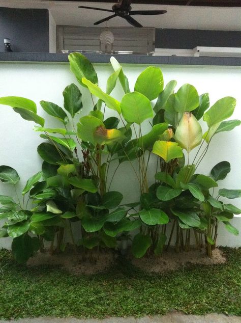 calathea lutea plant Calathea Lutea, Tropical Landscapes, Tropical Landscape Design, Roof Garden Design, Beautiful Outdoor Living Spaces, Tropical Garden Design, Calathea Plant, Coffee Vintage, Potters House