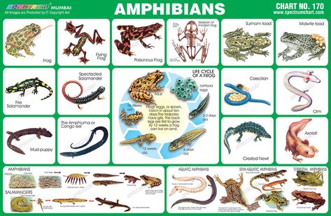 Poisonous Frog, Education Chart, Amphibians Activities, Group Of Frogs, Flying Frog, Certificate Of Recognition Template, Educational Chart, Poison Frog, Frog Life