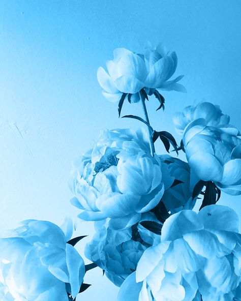 Blue Makes Me Happy Bright Blue Asthetics, Light Blue Astetic Photos, Blue Vision Board Pictures, Maya Blue Aesthetic, Blue Images Aesthetic, Blue Aesthic Wallpaper, Blue Esthetics, Blue Aethstetic, Bright Blue Aesthetic