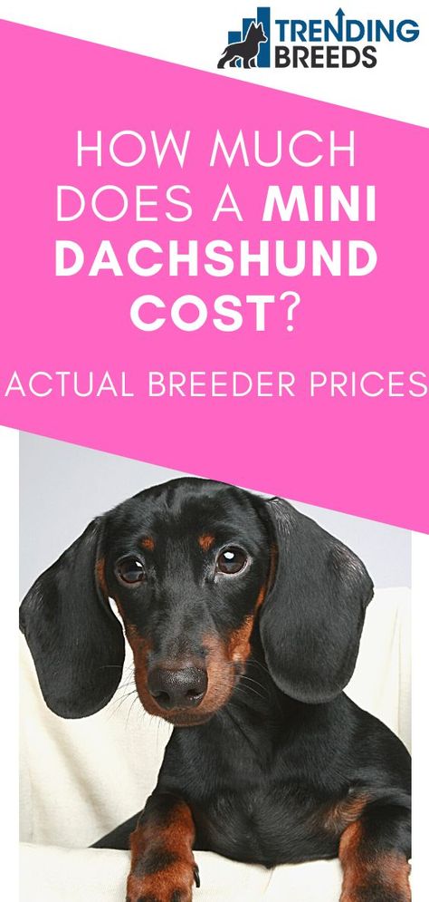 Miniature dachshunds are a lot of fun packed into a tiny package. If you are thinking about getting one, you can either buy from a breeder or adopt from a shelter. Either way, it’s a good idea to know how much they cost. How much does a Mini Dachshund cost? Spotted Mini Dachshund, Mini Dachshund Puppies For Sale Near Me, Mini Daschund Puppy, Breeding Dachshunds, Mini Dachshund Clothes, Mini Weiner Dog, Miniature Dachshund Breeders, Miniature Daschund, Mini Daschund