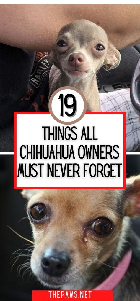 Give your Chihuahuas the best in their short life. To help you do that, here are 16 things you must never forget. Chihuahua Beds Ideas, Clothes For Chihuahuas, Chihuahua Terrier Mix Dogs, Chichuachua Chihuahua Dogs, Chihuahuas Funny, Chihuahua Puppy Training, Chiwawa Chihuahuas, Funny Chihuahua Pictures, Chiwawa Puppies