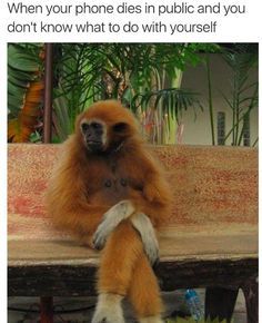 This is truly the most alone you can be. Like & Repin thx. Follow Noelito Flow instagram http://www.instagram.com/noelitoflow Funny Animal Photos, Hot Lingerie, A Monkey, Primates, Sweet Animals, Animal Photo, Animals Friends, Beautiful Creatures, Funny Cute