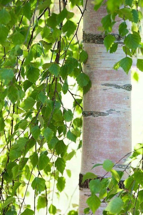 Weeping Birch, Weeping Trees, Betula Pendula, Birch Leaf, Forest Scenery, London Garden, Garden Shrubs, Silver Birch, Birch Trees