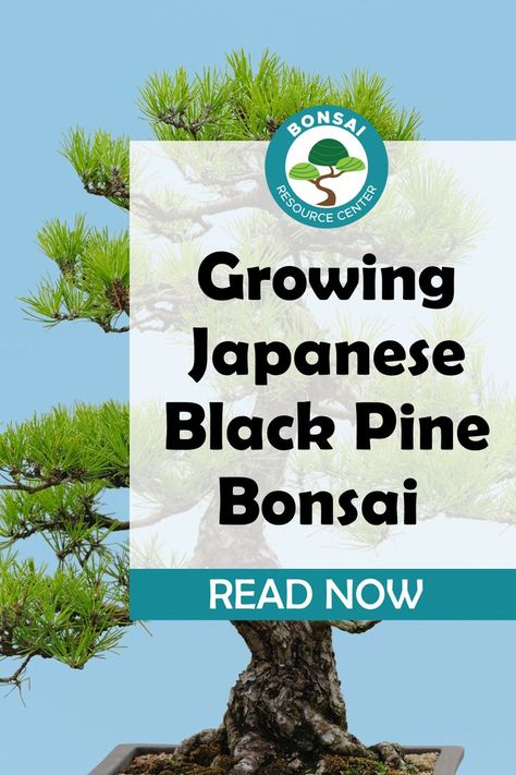 Japanese black pine bonsai (Pinus thunbergii) is a beautiful, slow-growing tree that makes an excellent addition to any home. Though they can be difficult to care for, with proper attention, they will thrive and provide you with years of enjoyment. With a little patience and care, you can enjoy the beauty of Japanese black pine bonsai for many years to come. Japanese Black Pine Bonsai, Black Pine, Japanese Black Pine Tree, Black Pine Bonsai, Black Pine Tree, Pine Seeds, Japanese Black Pine, Bonsai Pruning, Bonsai Care