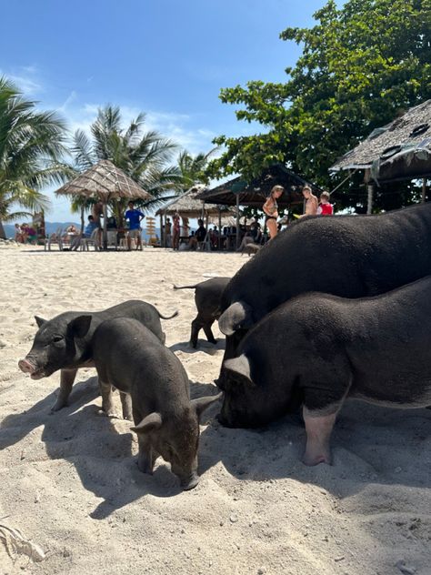 #pigisland #kohsamui #traveltips #travelinspo #travelthailand #thailand #beach #pigs Pig Island Thailand, Thailand Fits, South Thailand, Pig Island, Pig Beach, Gap Year Travel, Thailand Beach, Thailand Vacation, Ko Samui