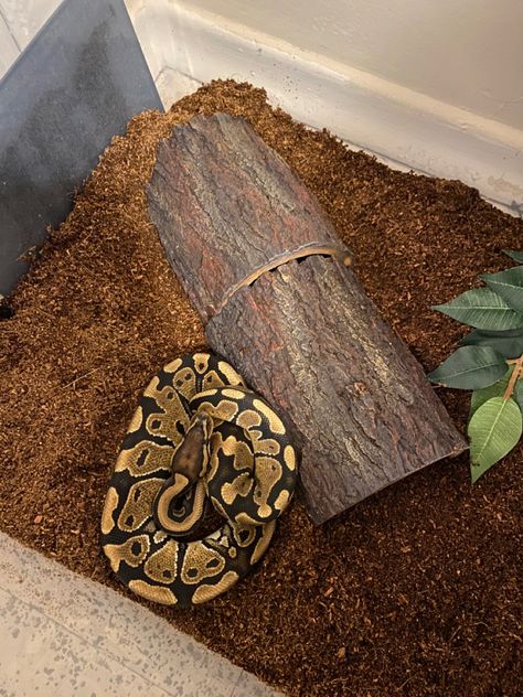 Normal Ball Python, Pied Ball Python, Ball Python, Snakes, Python, Quick Saves