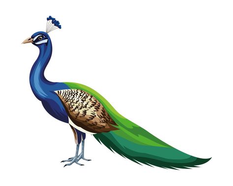 Cartoon peacock bird Peacock Png Hd, Peacock Cartoon, Peacock Png, Simple Jack, Peacock Clipart, Peacock Vector, Peacock Drawing, Peacock Images, Wedding Vector Art