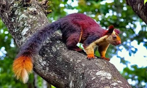 🐾Obscure Animal Of The Day🐾 on Twitter: "Today’s obscure animal of the day is the Indian giant squirrel! These stunning squirrels are found in Indian forests. As their name implies, they’re one of the largest species of squirells, with a body length ranging from 10 to 20 inches and a tail of roughly the same size!… https://t.co/Gc6Vn7Km1F" Indian Squirrel, Indian Giant Squirrel, Squirrel Species, Giant Squirrel, Giant Animals, Pretty Animals, Silly Animals, Weird Animals, Squirrels