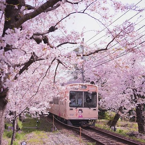 Idyllic “Spring Stripe” of Cherry Blossoms and Nemophila Flowers Blooms in Japan. Nature produces the greatest color combinations. A Japanese photographer known as Puraten10 recently showcased this fact when he posted a series of landscape shots featuring cherry blossom (aka sakura) trees blooming next to Nemophila flowers, which have the nickname of “baby blue eyes.” Shinjuku Gyoen, Japan Spring, Japan Cherry Blossom, Cherry Blossom Wallpaper, Cherry Blossom Season, Sakura Tree, Japanese Landscape, Japan Aesthetic, Aesthetic Japan