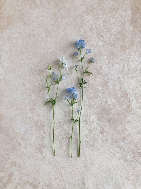 Dust Blue Aesthetic, Stone Blue Aesthetic, Light Blue And Cream Aesthetic, Clean Blue Aesthetic, Light Blue Flowers Aesthetic, Blue Cream Aesthetic, Muted Blue Aesthetic, Blue And Cream Aesthetic, Blue Aesthetic Flowers