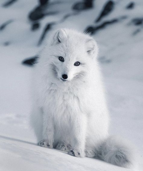 Arctic Fox Photography, Snow Fox Aesthetic, Arctic Fox Illustration, White Fox Aesthetic, Baby Arctic Fox, Volpe Artica, Arctic Foxes, Fox Drawing, Foxes Photography