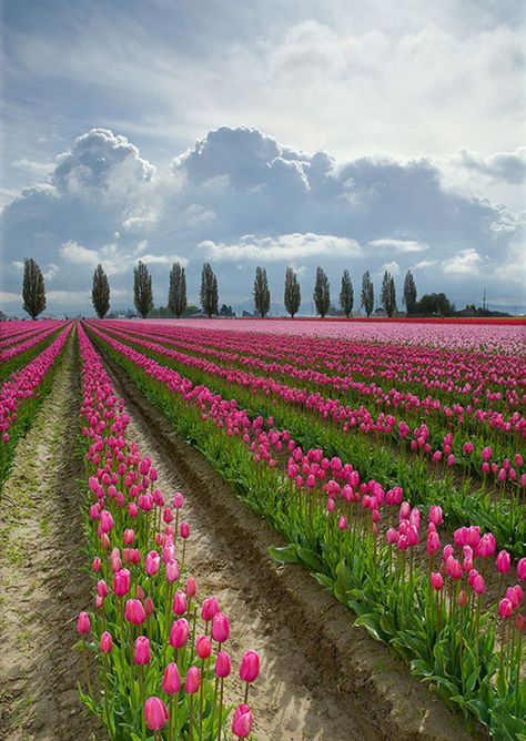 Everytime I see tulips-I think about a dear friend no longer w/us that I was blessed enough to have for a too short while....:) Beautiful people. Skagit Valley, Tulip Fields, Pink Tulips, Alam Yang Indah, Flower Field, Nature Beauty, Beautiful World, Beautiful Landscapes, Beautiful Gardens