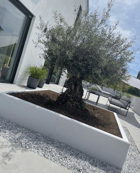 Olivier En Pot, Garden Court, Tree Planters, Red House, Modern Landscaping, Olive Tree, Back Garden, Facade House, Dream Garden