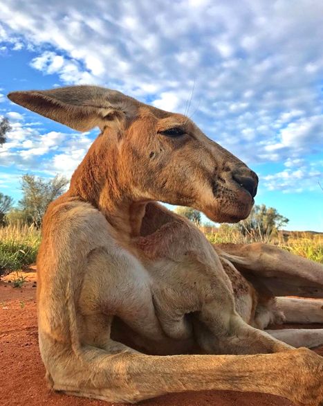 Roger, The Incredibly Buff Kangaroo, Has Died At Age 12 | HuffPost Animal Tattoos, Wild Life, Mules Animal, Red Kangaroo, Wild Animals Pictures, Australian Wildlife, Australian Animals, Wildlife Animals, On The Ground