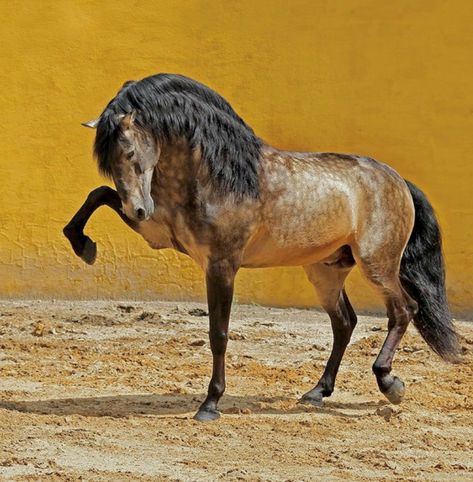 Magnificent sooty buckskin Lusitano horse. (photo Rita Fernandez) Iberian Horse, Lusitano Stallion, Kathiyawadi Horse, Different Horse Breeds, Buckskin Horse, Funny Horse Videos, Lusitano Horse, Horse Anatomy, Horse Inspiration