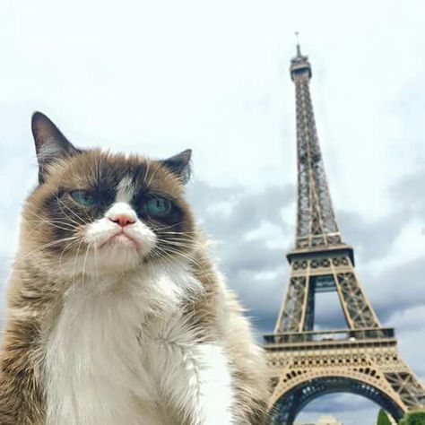 Grumpy Cat in Paris French Jokes, Grumpy Kitty, Grumpy Cat Quotes, Grumpy Cats, Cats Tumblr, Meme Cat, International Cat Day, Grumpy Cat Humor, Cat Humor