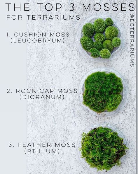 Gothic Terrarium Ideas, Mossarium Moss Terrarium, Small Terrarium Plants, Moss Terrarium Ideas, Terrarium Ideas Unique, Plants For Terrariums, Moss Terrariums, Best Terrarium Plants, Terrarium Scene