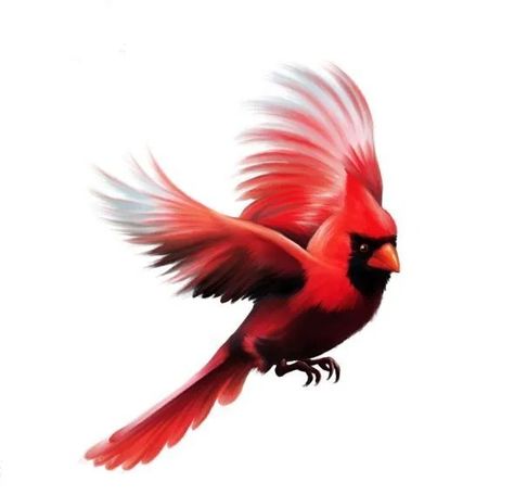 180+ Best Cardinal Tattoos Designs With Meanings (2024) - TattoosBoyGirl Cardinal Flying Tattoo, Cardinal Tattoo For Men, Flying Cardinal Tattoo, Cardinal Tattoos For Women, Dainty Cardinal Tattoo, Small Cardinal Tattoo Memorial, Cardinal Tattoo Memorial, Red Cardinal Tattoos, Philosophy Tattoos