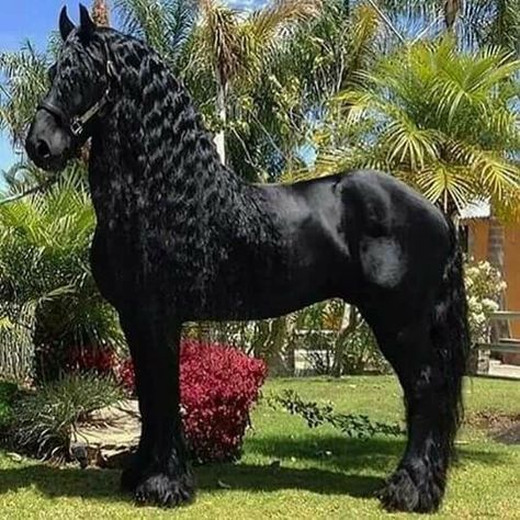 Horse Braiding, Friesian Horses, Horse Inspiration, Black Horses, Friesian Horse, Majestic Horse, All The Pretty Horses, Clydesdale, Cute Horses