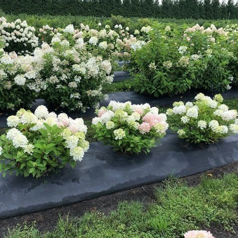 Hydrangea Full Sun, Hydrangea Side Of House, Shrubbery Front Of House, Front Porch Flower Bed, Georgia Garden, Hardy Hydrangea, Cottage Gardening, Proven Winners Plants, Rose Fertilizer