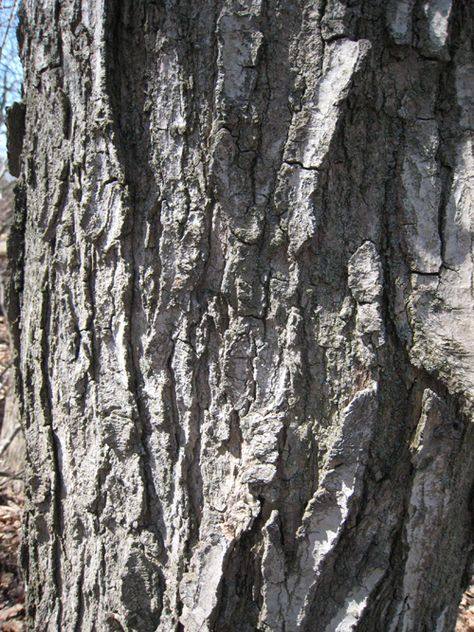 Sugar Maple Bark Maple Tree Bark, Maple Syrup Tree, Maple Tapping, Tree Bark Texture, Sugar Maple, Maple Tree, Tree Sculpture, Kids Wall Murals, Tree Bark