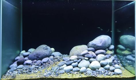 Rock Aquascape, Aqua Inspiration, Biotope Aquarium, Paradise Places, Aquascape Design, Fish Tank Design, Tropical Fish Aquarium, Nano Aquarium, Aquarium Setup