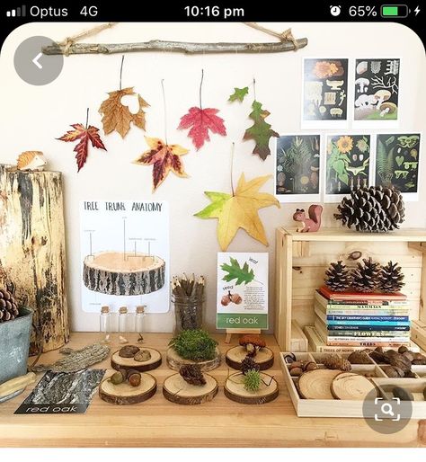 Autumn Nature Table, Science Table, Homeschool Nature Study, Reggio Inspired Classrooms, Tree Study, Fresh Farmhouse, Nature School, Cottage Market, Creative Curriculum