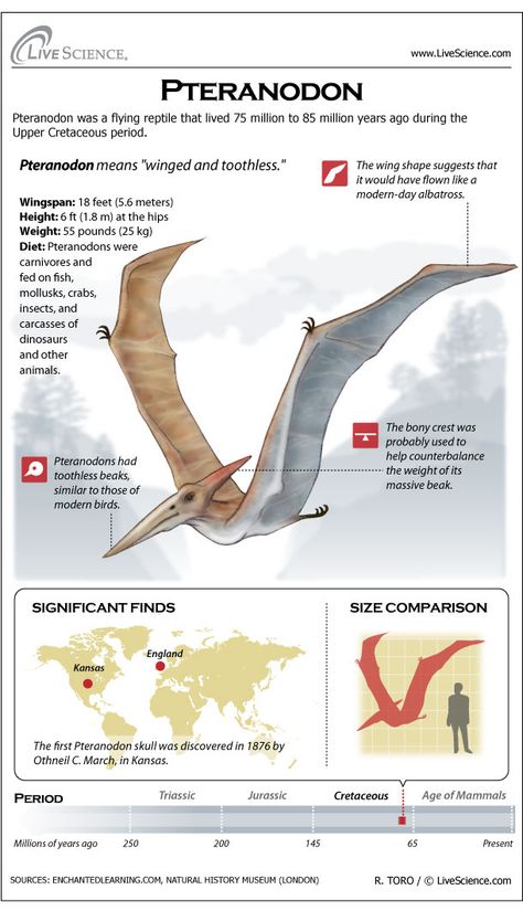 Flying reptiles ruled the skies for millions of years. Pterosaurs, however, were not dinosaurs and they are not the ancestors of modern birds. Toothless Flying, Flying Dinosaurs, Dinosaur Facts, Flying Creatures, Dinosaur Era, Dinosaur Pictures, Prehistoric World, Ancient Animals, Extinct Animals